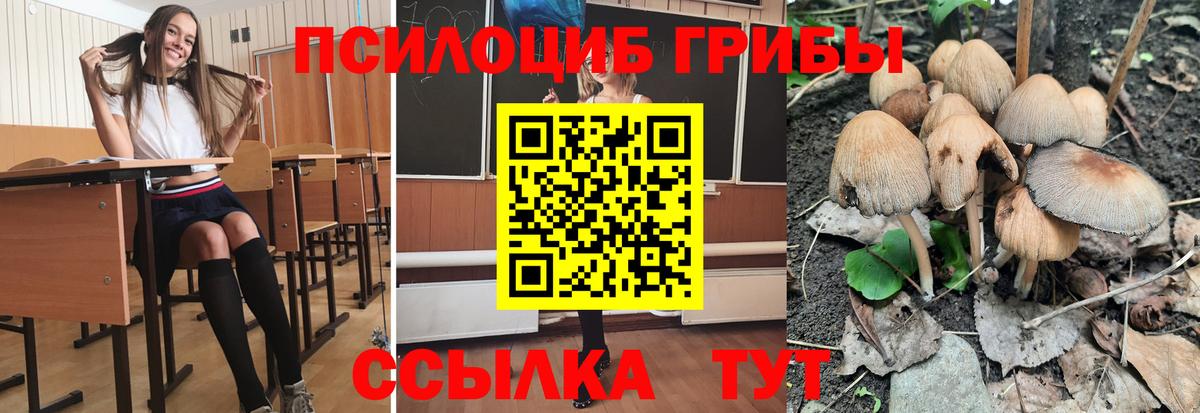 Псилоцибиновые грибы Psilocybine cubensis  Вход с VPN  Черняховск 
